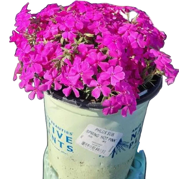 Spring Hot Pink Moss Phlox, 1-Gallon
