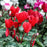 Cyclamen Plant - 6" Assorted Colors