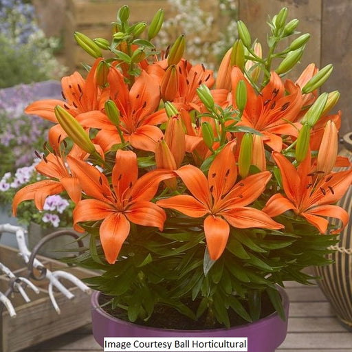 Orange Asiatic Lily, 1-Gallon