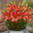 Red Asiatic Lily, 1-Gallon