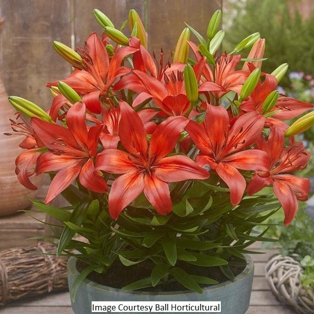 Red Asiatic Lily, 1-Gallon