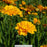 Early Sunrise Tickseed, 1-Gallon