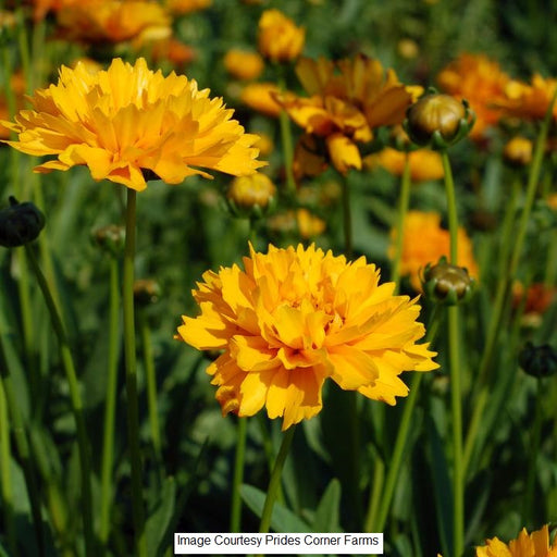 Early Sunrise Tickseed, 1-Gallon