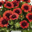SpinTop™ Red Blanket Flower, 1-Gallon