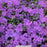 Purple Sprite Phlox, 1-Gallon