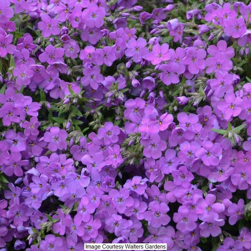 Purple Sprite Phlox, 1-Gallon