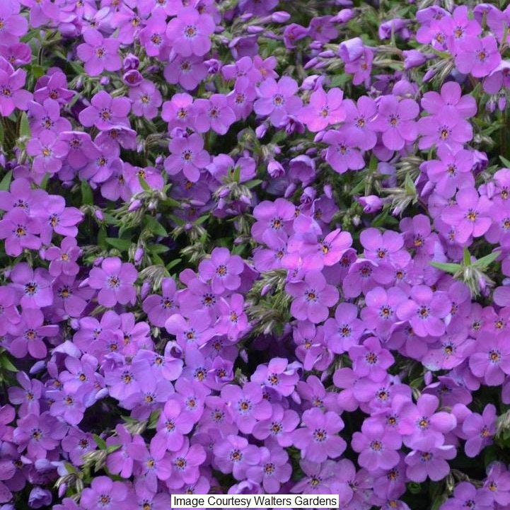 Purple Sprite Phlox, 1-Gallon