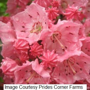 Pink Charm Mountain Laurel, 2-Gallon