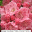 Pink Charm Mountain Laurel, 2-Gallon