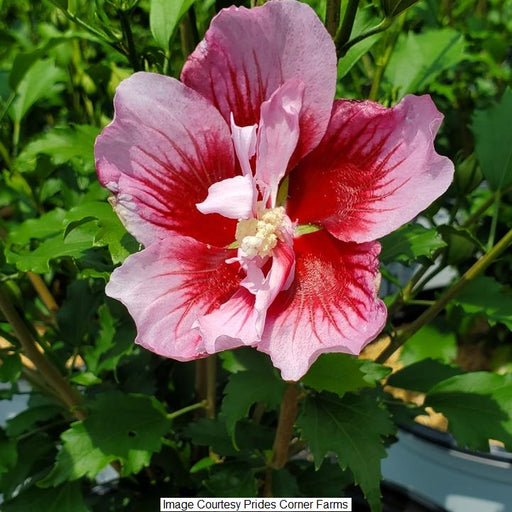 Red Pillar® Rose of Sharon, 3-Gallon