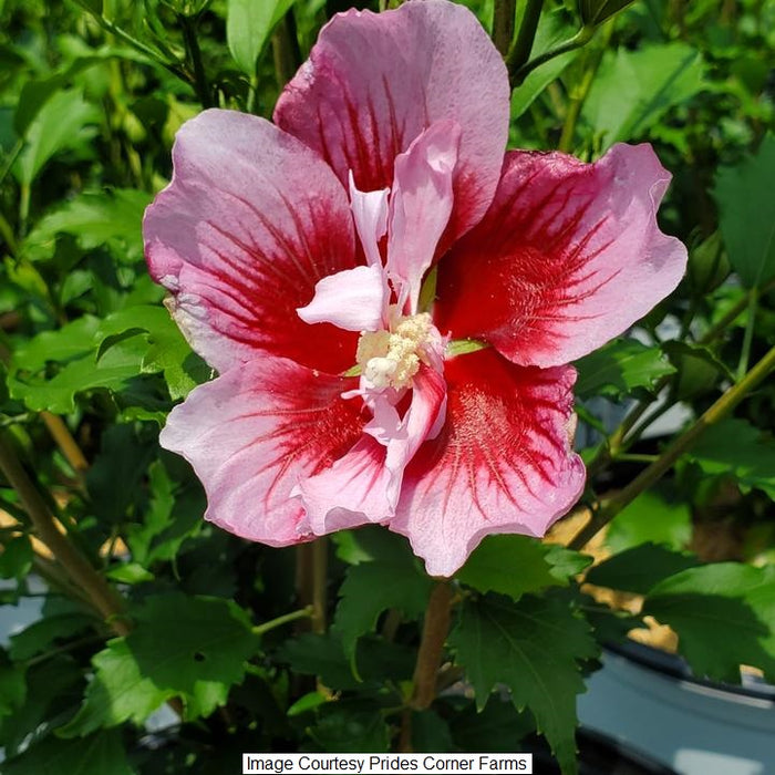 Red Pillar® Rose of Sharon, 3-Gallon