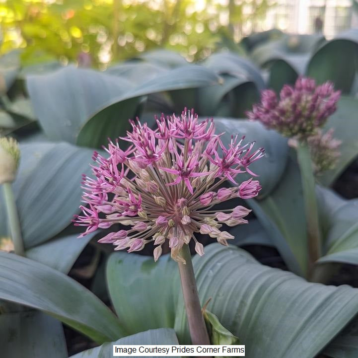 Allium Karataviense 1-Gallon