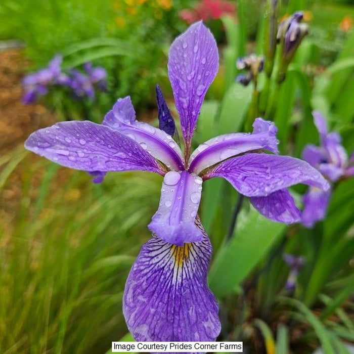 Iris versicolor Purple Flame 1-Gallon