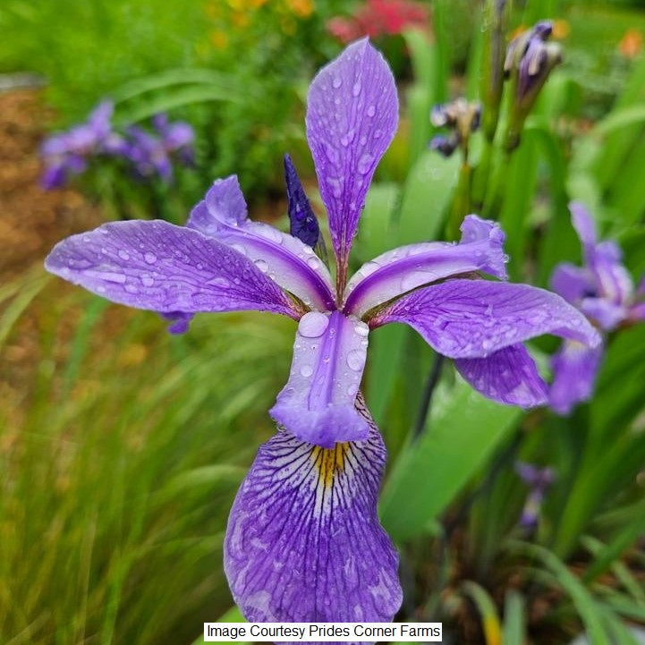 Iris versicolor Purple Flame 1-Gallon