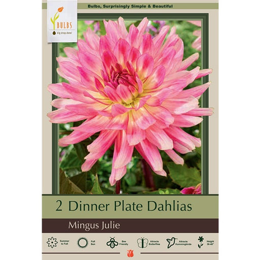 Dahlia Dinner Plate Cactus 'Mingus Julie' - Pack of 2 Tubers