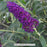 Monarch® Dark Dynasty Butterfly Bush, 3-Gallon