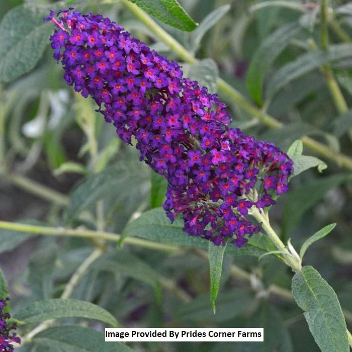 Monarch® Dark Dynasty Butterfly Bush, 3-Gallon