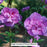 Dark Lavender Chiffon® Rose of Sharon, 3-Gallon