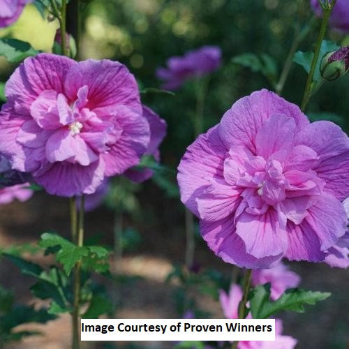 Dark Lavender Chiffon® Rose of Sharon, 3-Gallon