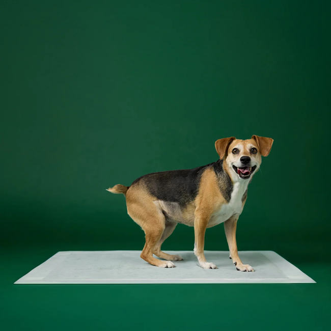 Dog Pee Pads with AbsorbShield™ Technology X-Large 28" x 34"