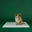 Dog Pee Pads with AbsorbShield™ Technology Large 22"x23"