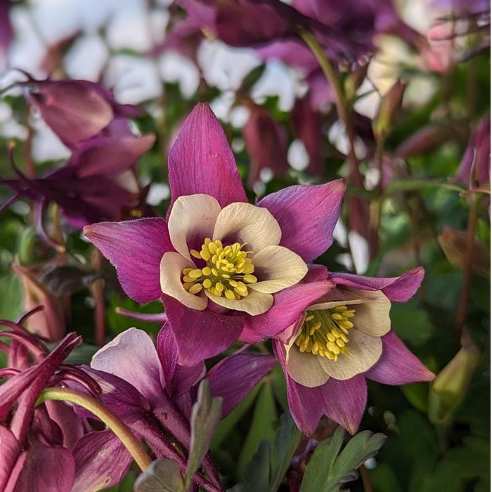 Earlybird™ Purple White Columbine, 1-Gallon