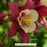 Earlybird™ Red Yellow Columbine, 1-Gallon
