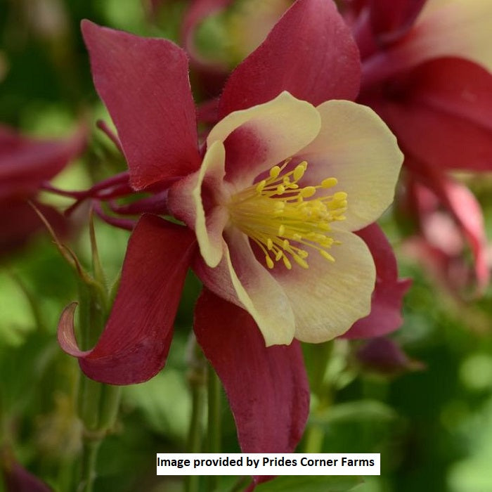 Earlybird™ Red Yellow Columbine, 1-Gallon