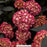 Eclipse Hydrangea mac, 3-Gallon