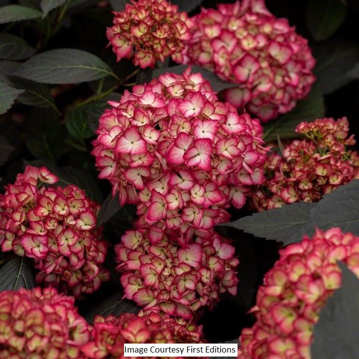 Eclipse Hydrangea mac, 3-Gallon