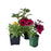 Fall Annual or Perennial, 4-Inch Pot