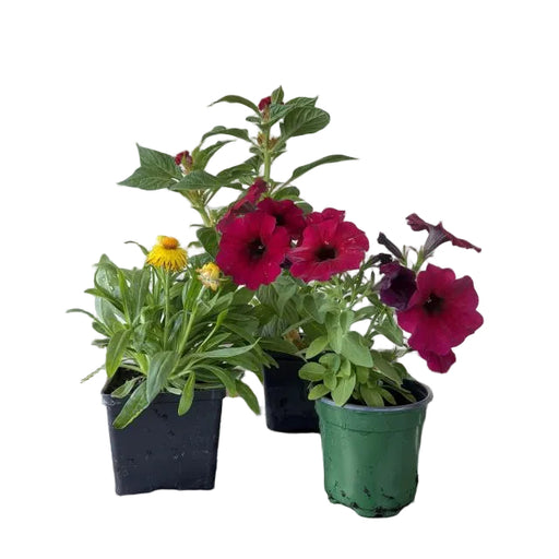 Fall Annual or Perennial, 4-Inch Pot
