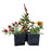 Fall Annual or Perennial, 4-Inch Pot