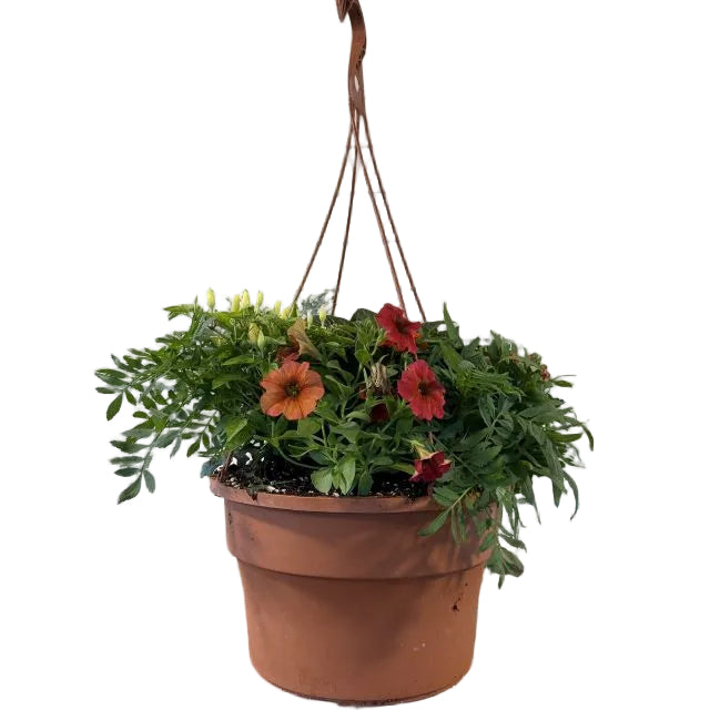 Hanging Basket Fall Combo, 12-Inch Pot