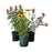 Fall Annual or Perennial, 4-Inch Pot