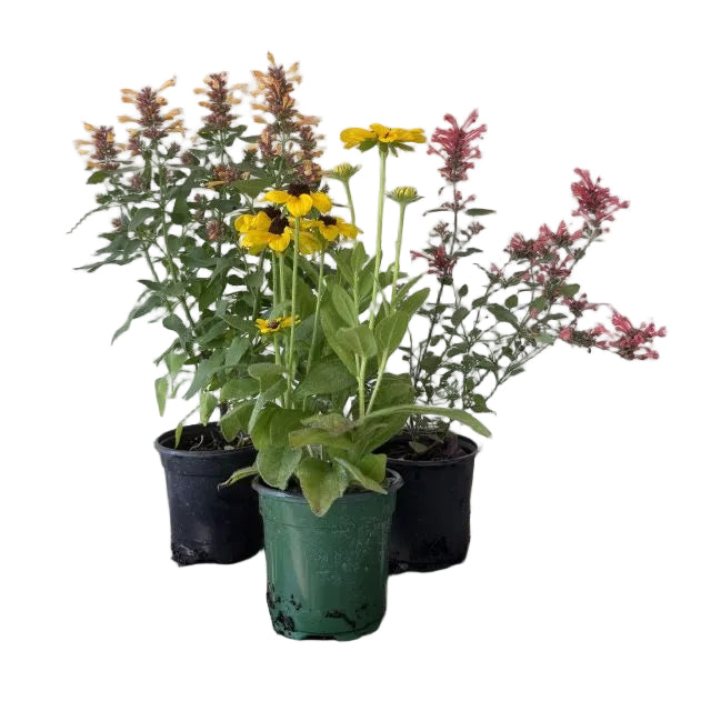 Fall Annual or Perennial, 4-Inch Pot