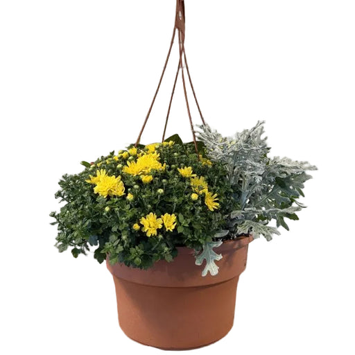 Hanging Basket Fall Combo, 12-Inch Pot