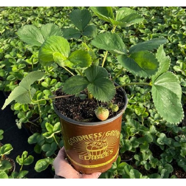 Strawberry Plant, Allstar 1-Gallon