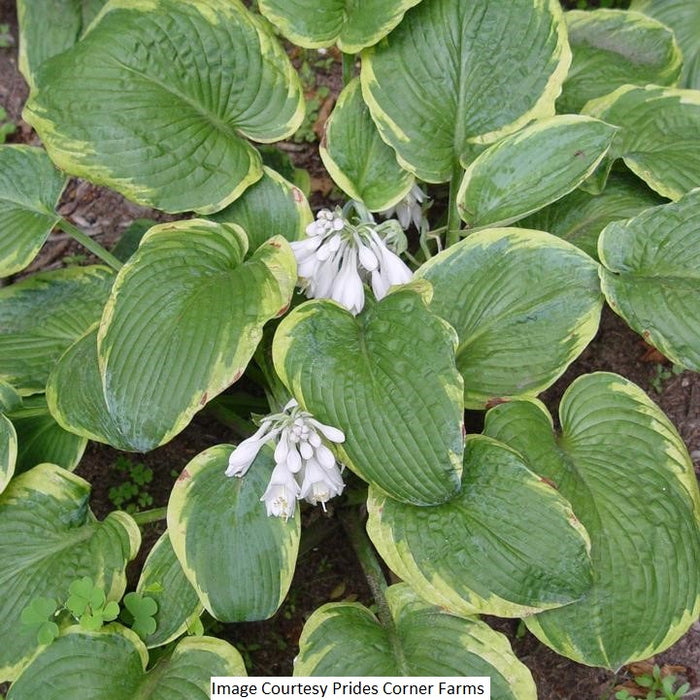 Frances Williams Hosta, 1-Gallon