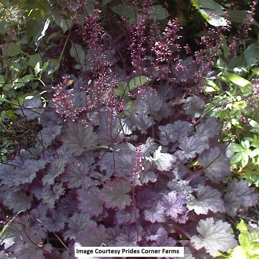 Frosted Violet Coral Bells, 1-Gallon