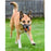 Multipet Giggle Chew Ball 3.2"