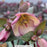 Frostkiss® Glenda's Gloss Lenten Rose 1-Gallon