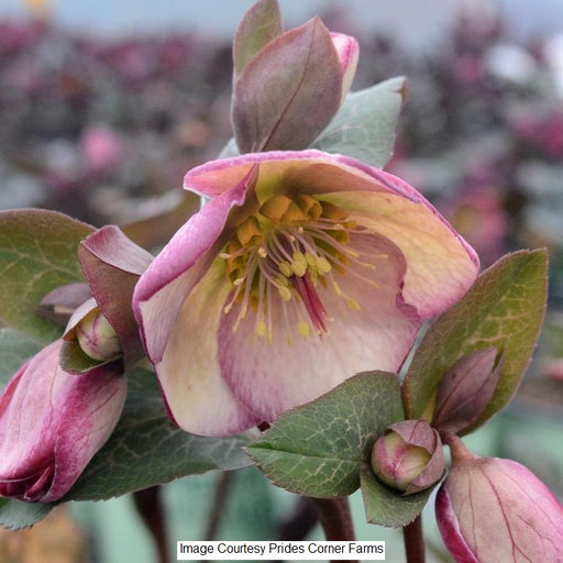 Frostkiss® Glenda's Gloss Lenten Rose 1-Gallon