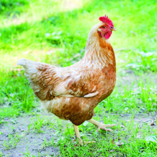 Golden Comet Baby Chick, FEMALE
