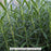 Herb, Gorizia Rosemary 1-Gallon