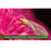 Beneficial Insects Ladybugs & Lacewings Garden Power Pack Pest Solution - Organic Control