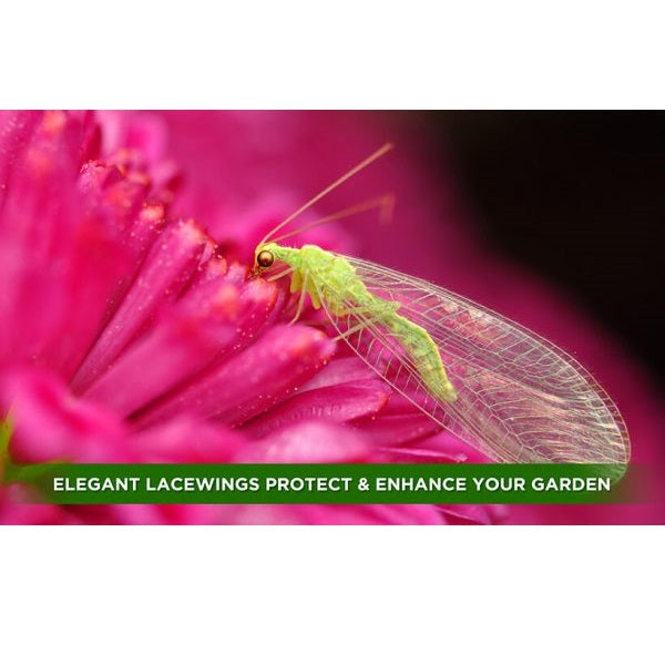 Beneficial Insects Ladybugs & Lacewings Garden Power Pack Pest Solution - Organic Control