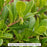 Massachusetts Hybrid Kinnickinnick Bearberry, 1-Gallon