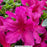 Girard's Fuchsia Azalea, 2-Gallon