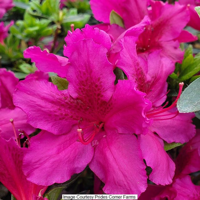 Girard's Fuchsia Azalea, 2-Gallon